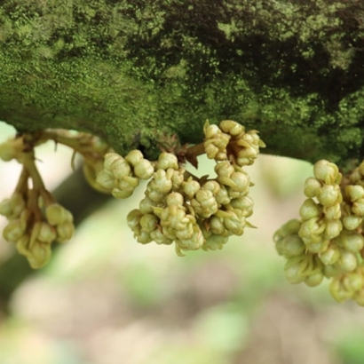 Quy Trình Làm Bông Sầu Riêng – Cửa Hàng VTNN – BVTV Trường Thịnh