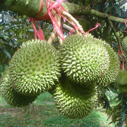 Bí Quyết Làm Trái Sầu Riêng Đạt Năng Suất Cao – Trái To, Đẹp và Chất Lượng